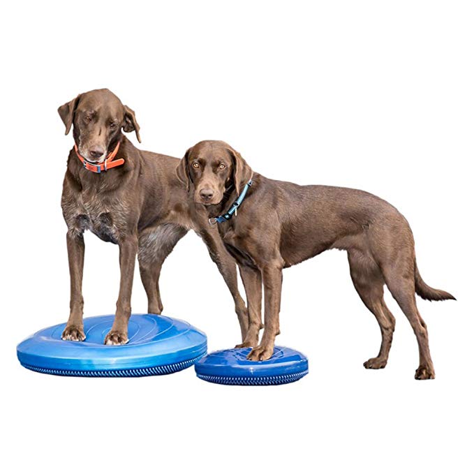 FitPAWS Blue Balance Disc 56 Cm